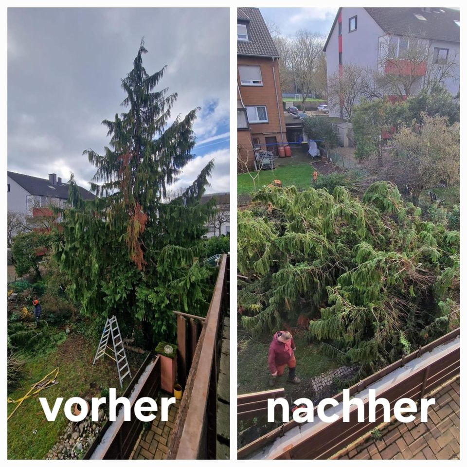 Gartenarbeiten / Heckenschneiden / Rasenmähen / Baumfällung in Saarlouis