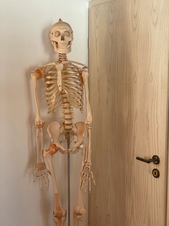Anatomie Skelett in Butzbach