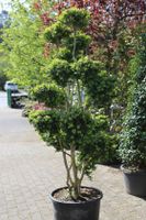 Buchsbaum Formschnitt Gartenbonsai Bonsai Hessen - Dietzhölztal Vorschau