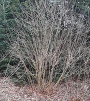 Aronia Apfelbeere Sträucher abzugeben Schleswig-Holstein - Hamdorf Vorschau