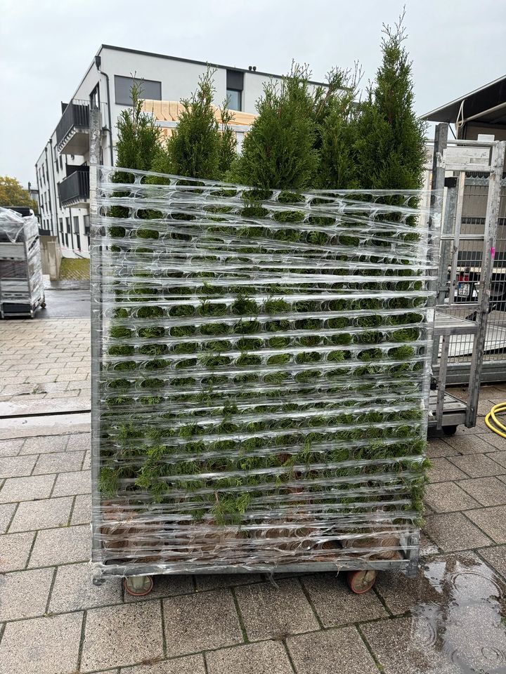 Die besten & günstigsten Thuja Smaragd/Heckenpflanzen/10 Größen in Offenbach