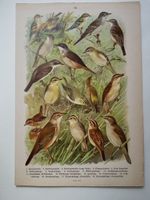 Arnold  Die Vögel Europas 1897  Grasmücke Zaunkönig Rohrsänger Baden-Württemberg - Leonberg Vorschau