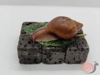 Achatina Achatina Wild - schneckenpost.shop - Achatschnecke Niedersachsen - Großenkneten Vorschau