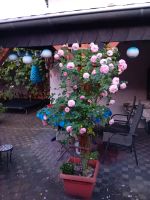 Rosen Kletterrosen Rose Pflanzen Top Nordrhein-Westfalen - Dormagen Vorschau