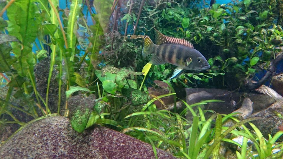 Benitochromis batesii "Oto Akok" Zuchtpaar Maulbrüter Westafrika in Neustadt an der Weinstraße