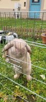 Ich biete ein 1-Jähriges Mini-Lop Kaninchen Wiesbaden - Mainz-Kostheim Vorschau