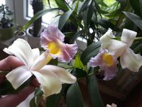 Madeira Orchidee - Sobralia Macrantha Brandenburg - Halbe Vorschau