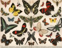 INSEKTEN- SCHMETTERLINGE- LEPIDOPTERA - CHROMOLITHOGRAPHIE - 1903 Berlin - Mitte Vorschau