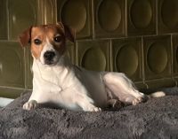 Jack Russel Rüde mit Ahnentafel Bayern - Jettingen-Scheppach Vorschau