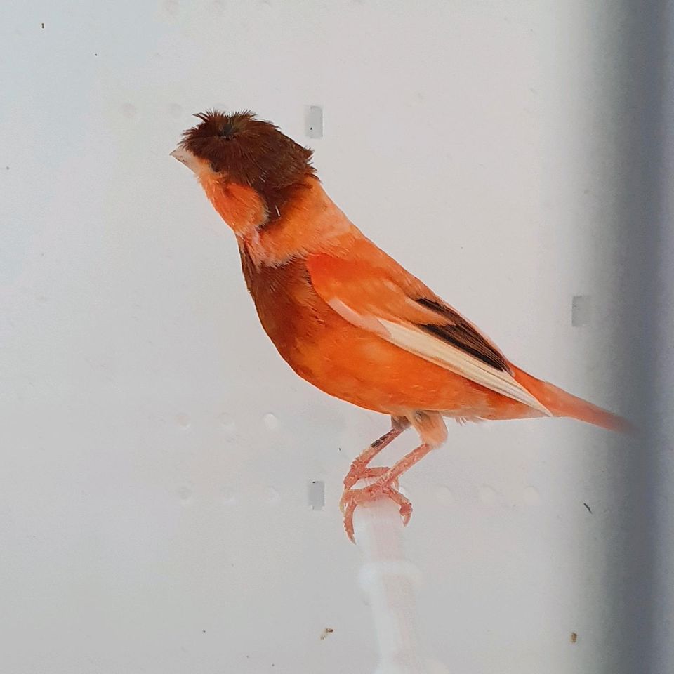 1 Pärchen Rot Schecke Kanarienvögel,  Kanarien in Herne