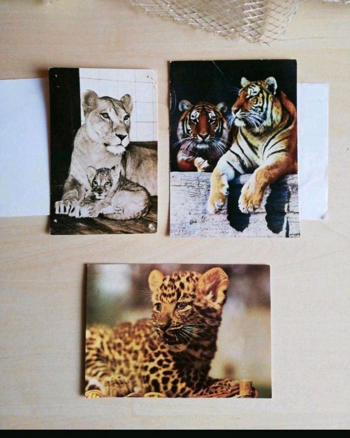 DDR✔️ZOO Tier Postkarte  Löwe Tiger Dresden Leipzig Sammeln Retro in Lengenfeld Vogtland