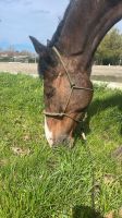 Knoten Halfter Ponny/Shetty Niedersachsen - Garbsen Vorschau