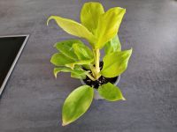 Philodendron domesticum lemon lime Bayern - Pommersfelden Vorschau