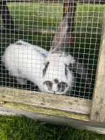 Großes Kaninchen Rammler 2 Jahre Bock Niedersachsen - Moormerland Vorschau