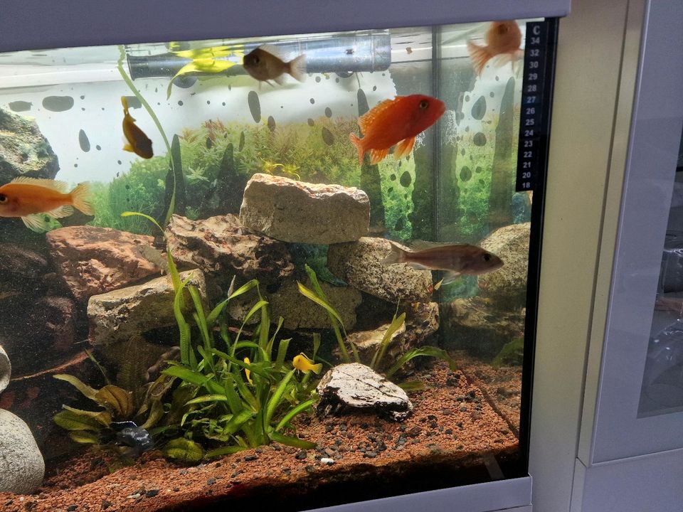 Eheim komplettes Aquarium 240 Liter in Frankfurt am Main