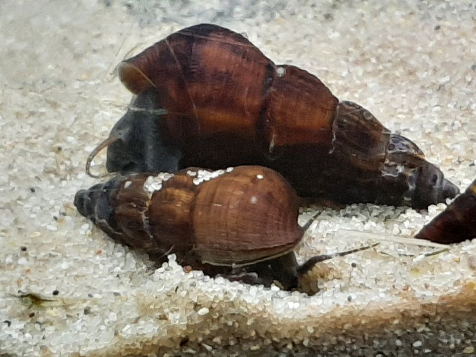 Tylomelania Perfecta lebend gebärend Wasserschnecke Donnerkeil in Jüchen