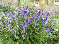 10 Samen Lathyrus vernus,Frühlingsplatterbse,Bienen,Schmetterling Saarland - Großrosseln Vorschau