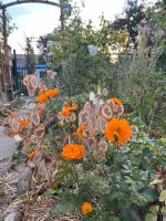 Cosmea, orange Leipzig - Altlindenau Vorschau