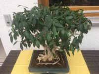 Bonsai „Ficus Benjamina“ Rheinland-Pfalz - St Martin (Pfalz) Vorschau