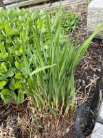 Iris Schwertlilie lila blühend Staude mehrjährig - 1 Ableger Niedersachsen - Seevetal Vorschau