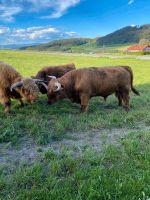 Hochlandrinder Highland cattle Bayern - Ruhmannsfelden Vorschau