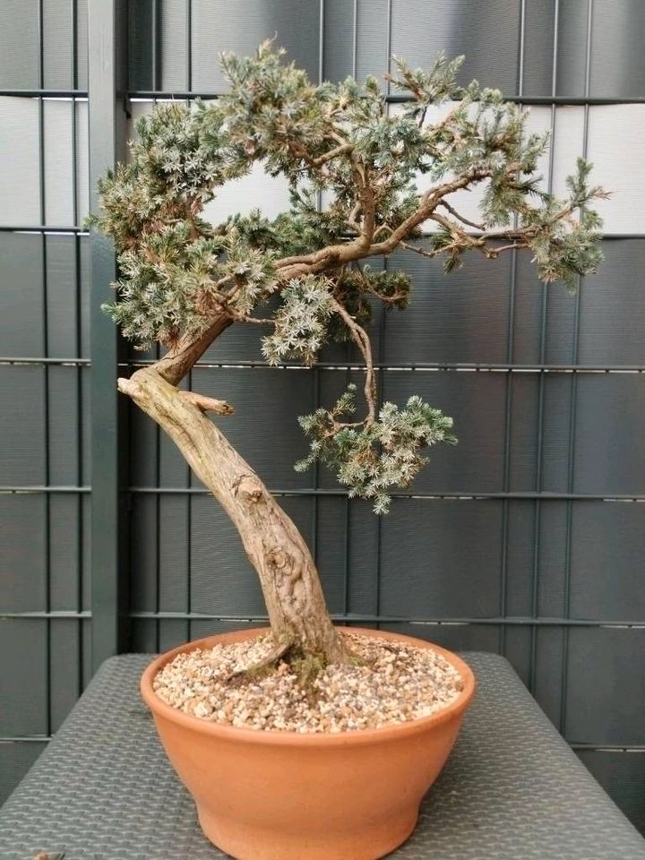 Bonsai Yamadori Gemeiner Wacholder Juniperus Communis in Marl