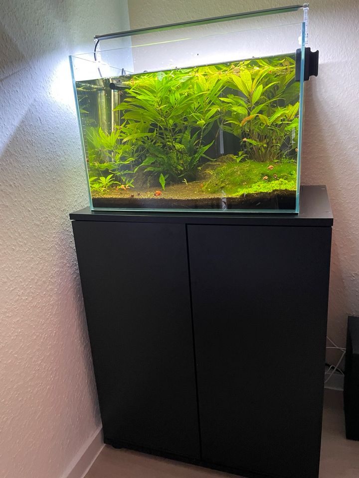 Komplett Aquarium 60l inkl. Zubehör mit Unterschrank zu verkaufen in Hürth