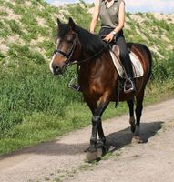 Wegen Bestandsverkleinerung Pony Maus Bedingt reitbar kinderpony Nordrhein-Westfalen - Nettetal Vorschau