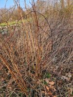 Himbeeren und Brombeeren (Ruten) zu verschenken Schleswig-Holstein - Steinfeld Vorschau