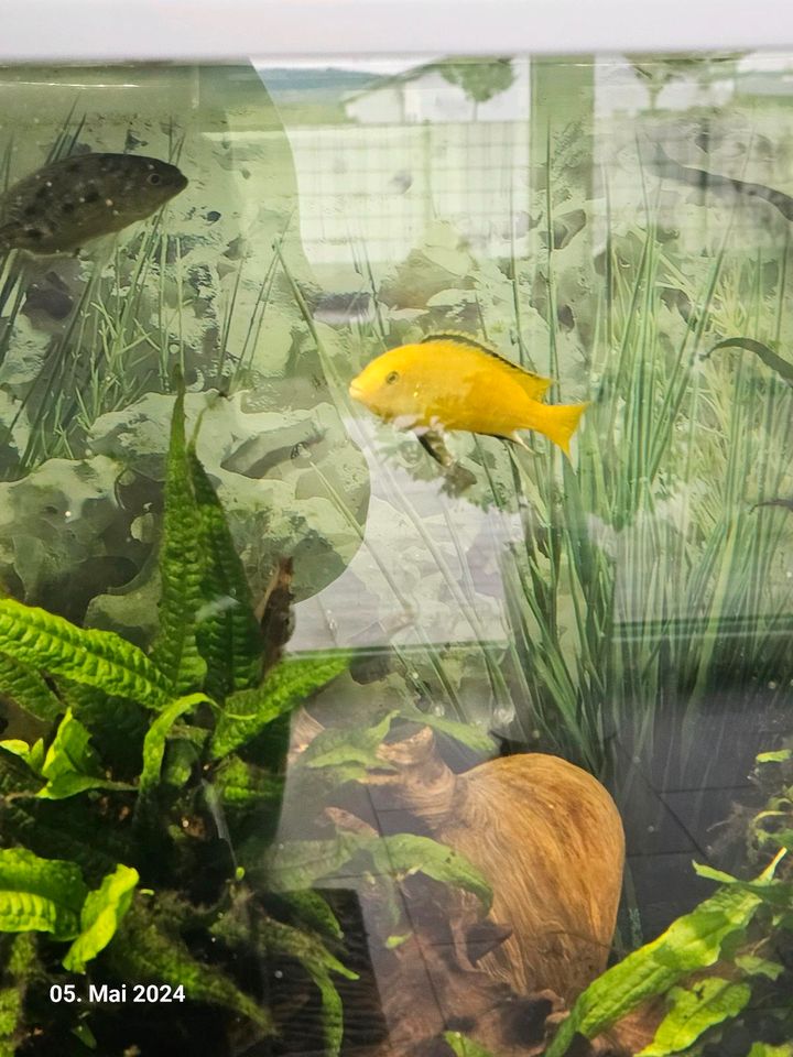 Pseudotropheus Lombardoi in Salzgitter