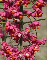 Bäumchen - Pfaffenhut / Pfaffenhütchen - Euonymus europaeus Niedersachsen - Achim Vorschau