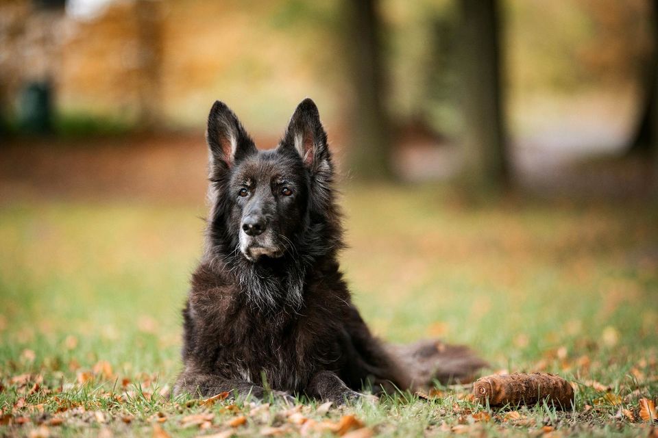 Hundeschule, Hundetraining, Einzeltraining in Sandesneben