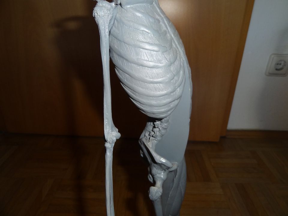 Anatomie Maßstab 1:3, 60 cm Deko Modellbau Bildhauer Kunst Deko in Freilassing