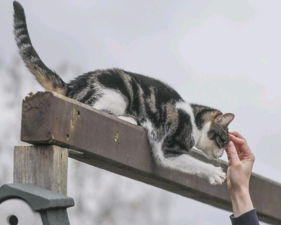 Tierschutzverein Ostprignitz Ruppin, Minka in Neuruppin