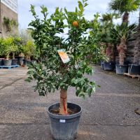 Mandarinenbaum Citrus Reticulata (Nr. 2) Stammu. 30cm 160cm hoch Nordrhein-Westfalen - Oberhausen Vorschau