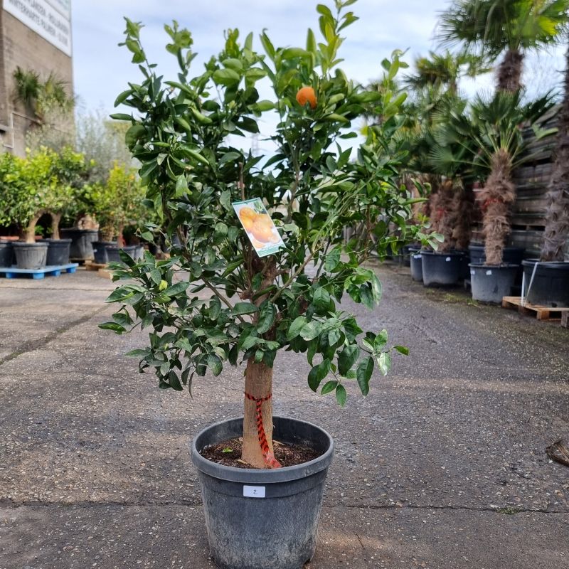 Mandarinenbaum Citrus Reticulata (Nr. 2) Stammu. 30cm 160cm hoch in Oberhausen