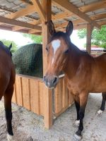 Liebe Ponystute sucht neues Zuhause Rheinland-Pfalz - Dienheim Vorschau