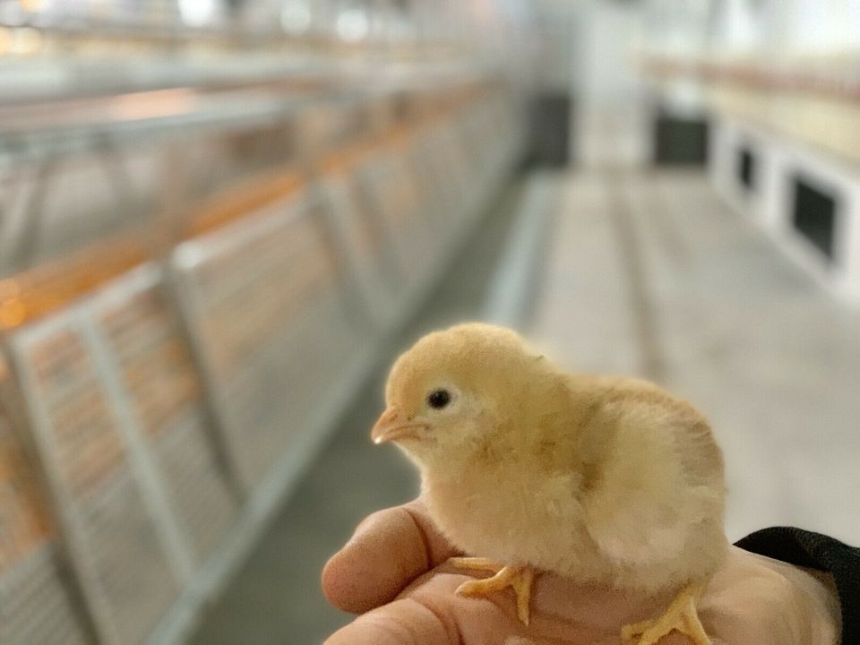 Bio Junghennen/Legehühner für Ihr Hühnermobil/Mobilstall in Oberstaufen