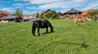 Pferdebox frei in Hahlen, Reitplatz und Weide vorhanden. Nordrhein-Westfalen - Minden Vorschau