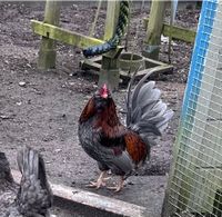 Kleiner Zwerg Mix Hahn darf mit seine vier Hennen ausziehen Schleswig-Holstein - Wittenbergen b. Kellinghusen Vorschau