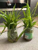 Zimmerpflanzen Ableger „Grünlilie“ pro Einheit 1,50€ Pflanzen Hessen - Taunusstein Vorschau