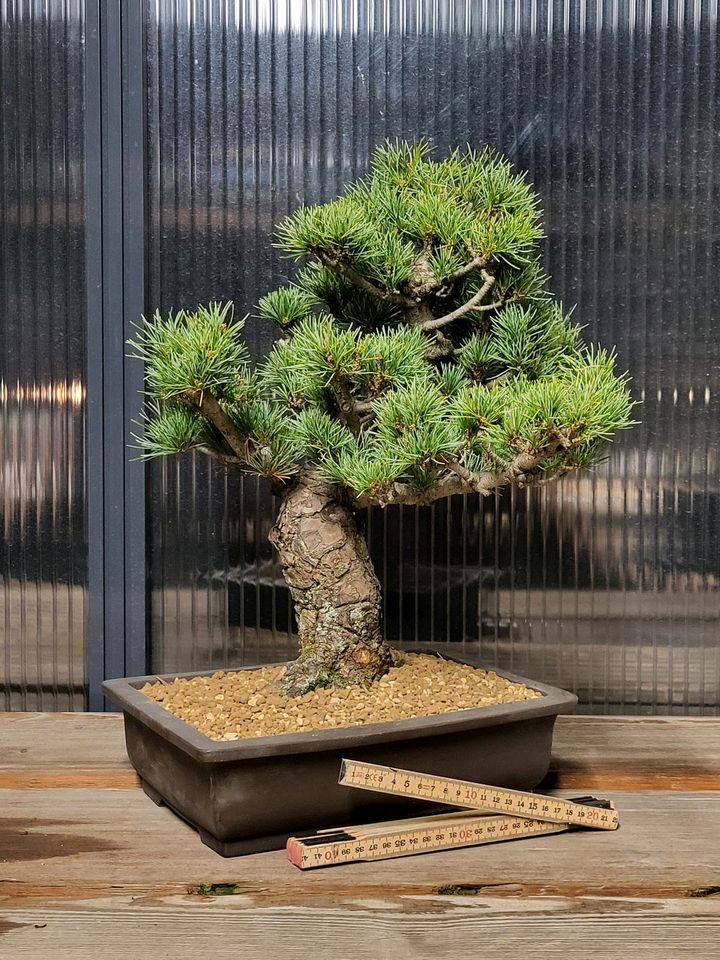 Bonsai - Mädchenkiefer Pinus parvifolia in Lindau