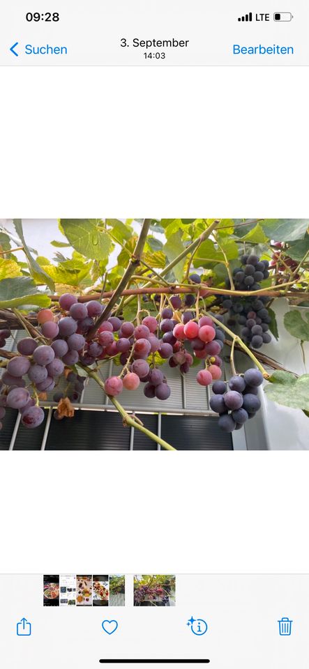 Weinrebe baum Weinblätter frisch asma yapragi in Darmstadt