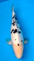 Doitsu Bekko, 56cm - Japan-Koi Nordrhein-Westfalen - Salzkotten Vorschau