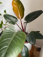 Philodendron erubescens “Imperial Red” 75cm Niedersachsen - Osnabrück Vorschau