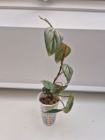 Philodendron Sodiroi Zimmerpflanze Ricklingen - Wettbergen Vorschau