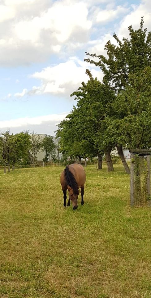 Pferd / Stute zu verkaufen in Hochkirch