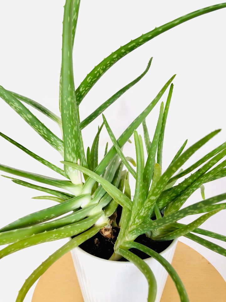 Aloe Vera mit weiß geriffeltem Topf in Köln