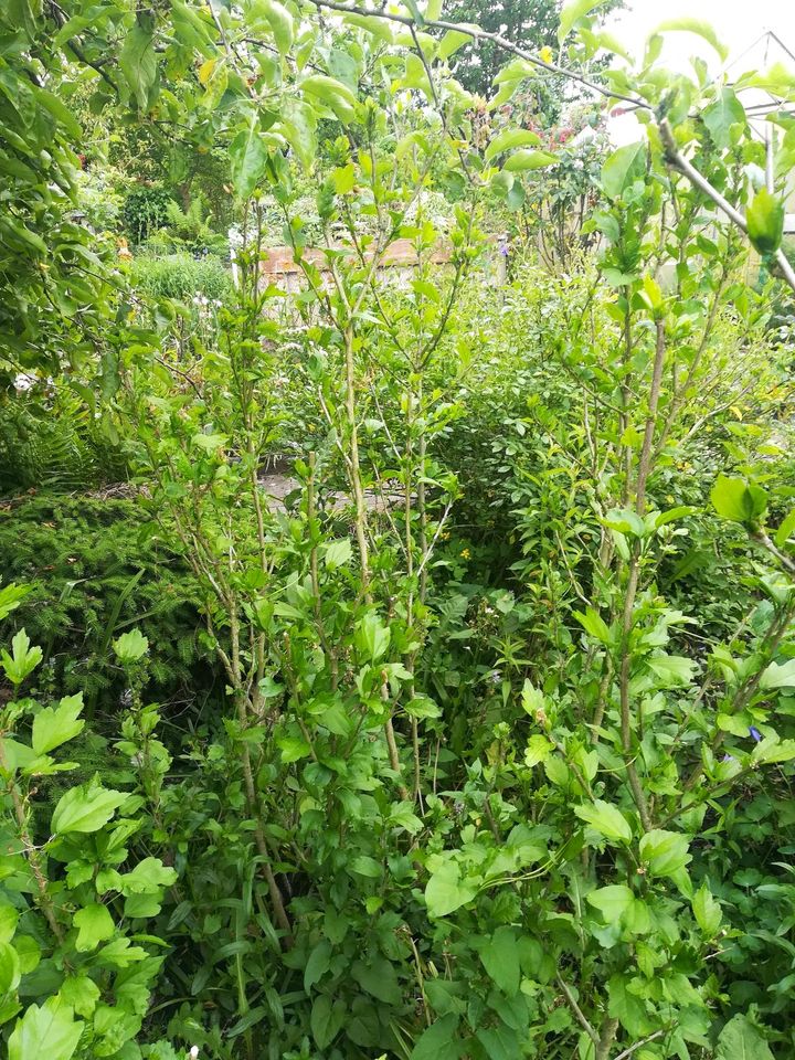 Hibiskus Pflanzen 70 bis 160 cm gross ab 10Euro in Recklinghausen