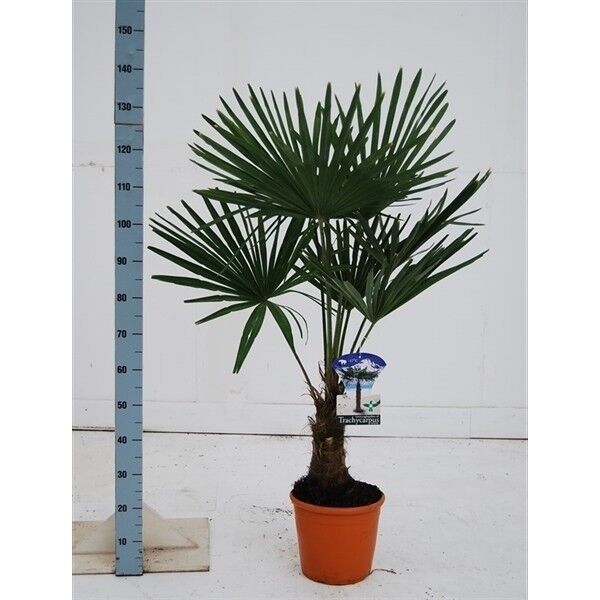 ✅NEU✅ Trachycarpus fortunei 50-260cm winterharte Hanfpalme 3 in Essen